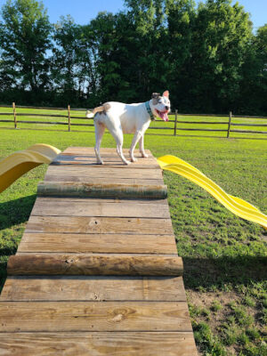 Hopfinger Zimmerman Memorial Park & Dog Park