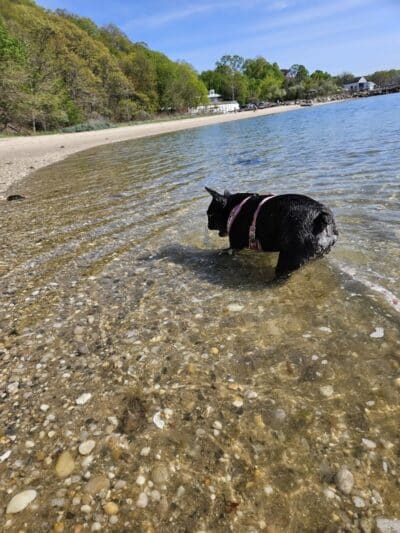 Port Jefferson Dog Beach - Port Jefferson, NY