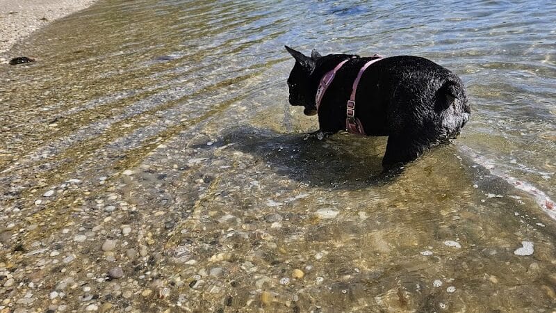 Port Jefferson Dog Beach - Port Jefferson, NY