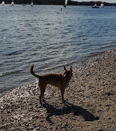 Port Jefferson Dog Beach - Port Jefferson, NY