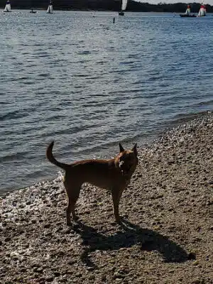 Port Jefferson Dog Beach