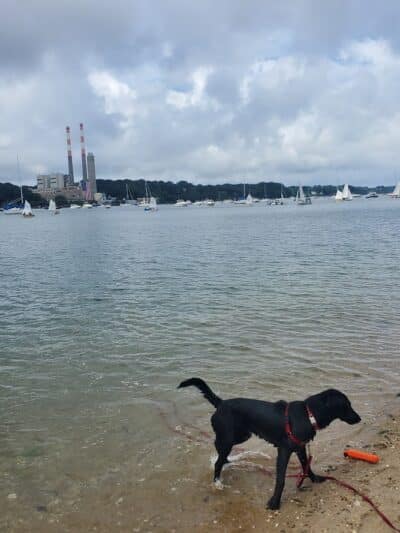 Port Jefferson Dog Beach - Port Jefferson, NY
