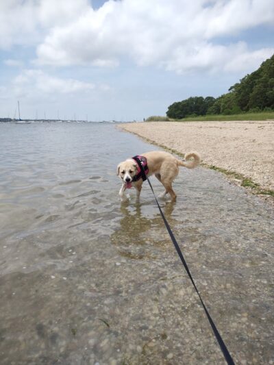 Port Jefferson Dog Beach - Port Jefferson, NY