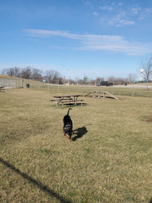 Portland Dog Park