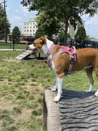 Spock Memorial Dog Park - Portsmouth, OH