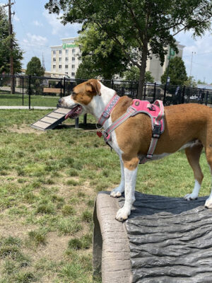 Spock Memorial Dog Park