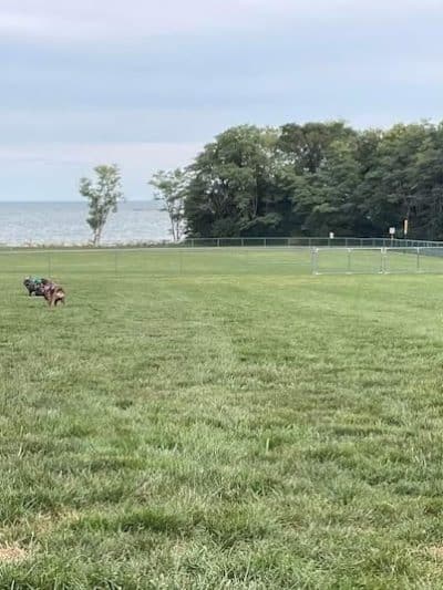 Island Paws - Put-In-Bay, OH