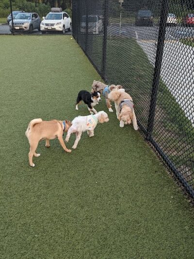 Quincy Dog Park - Quincy, MA