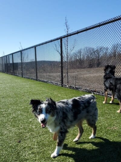 Quincy Dog Park - Quincy, MA