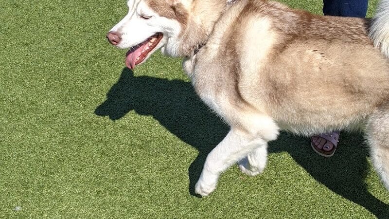 Quincy Dog Park - Quincy, MA
