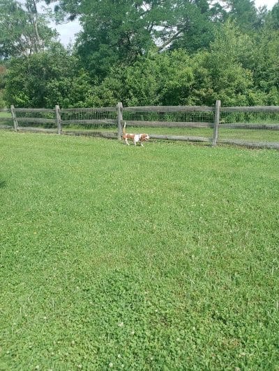 West Branch Dog Park - Ravenna, OH