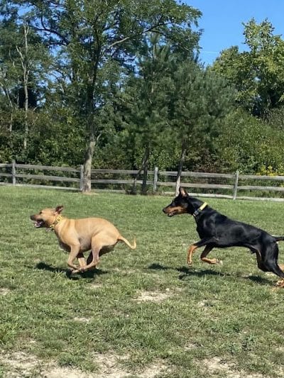 West Branch Dog Park - Ravenna, OH