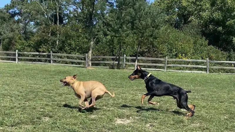 West Branch Dog Park - Ravenna, OH