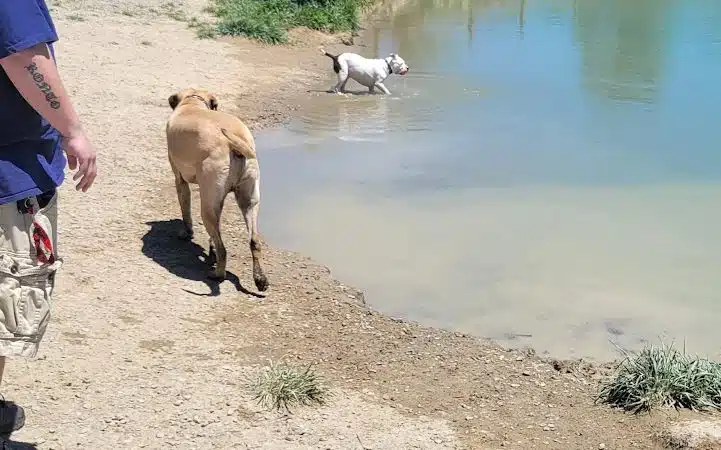 West Branch Dog Park - Ravenna, OH