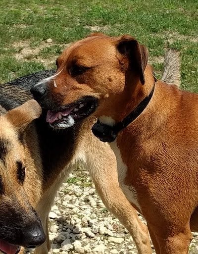 West Branch Dog Park - Ravenna, OH