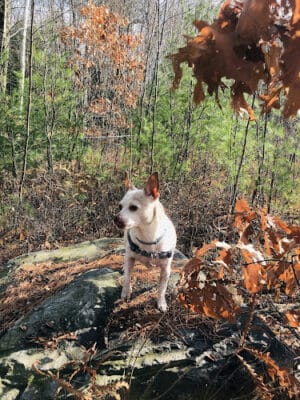 Riverside Bark Dog Park