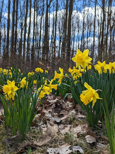 Daffodil Trailhead