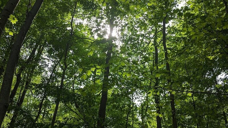 Eastwood Preserve - Richfield, OH