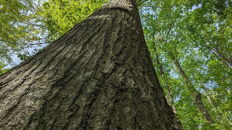 Eastwood Preserve - Richfield, OH