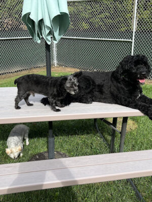 For the love of dogs Boarding
