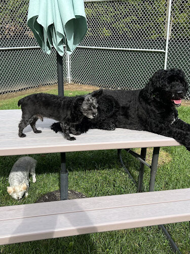 For the love of dogs Boarding