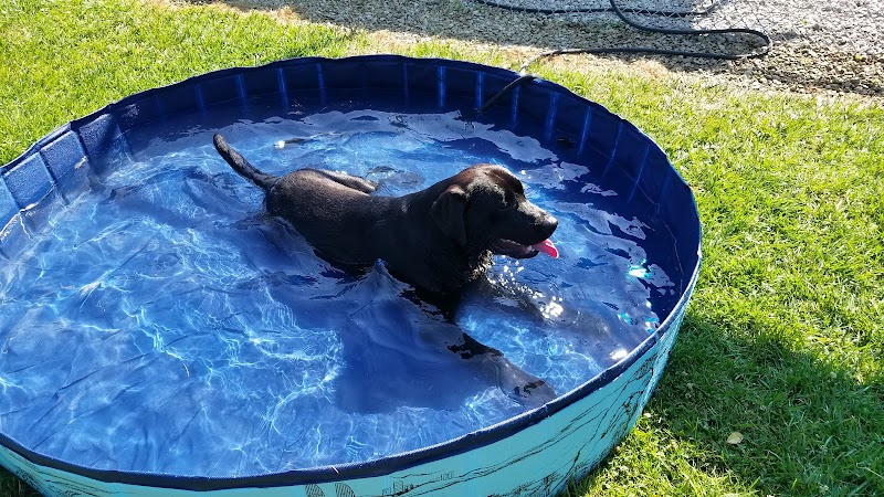 For the love of dogs Boarding - Richfield, OH
