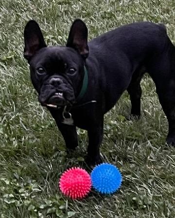 For the love of dogs Boarding - Richfield, OH