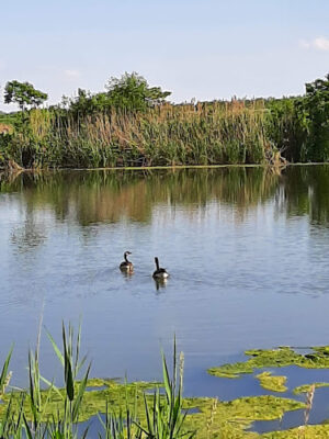 William J. Robertson Nature Preserve