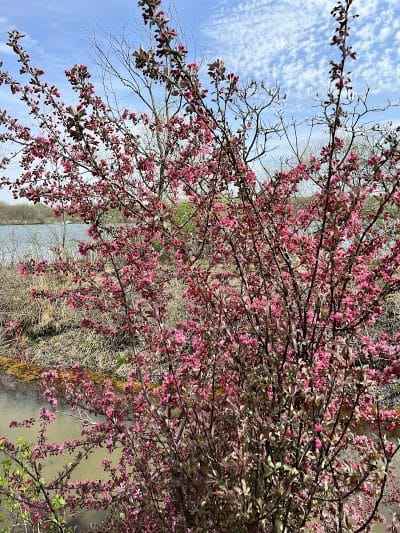 William J. Robertson Nature Preserve - Rittman, OH