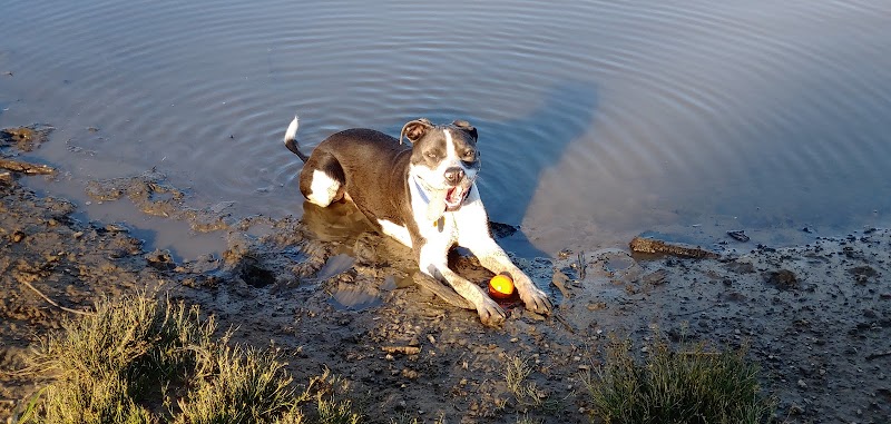 Ellison Dog Park - Rochester, NY