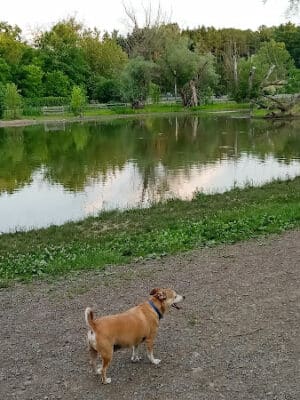 Ellison Dog Park