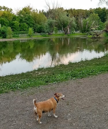 Ellison Dog Park