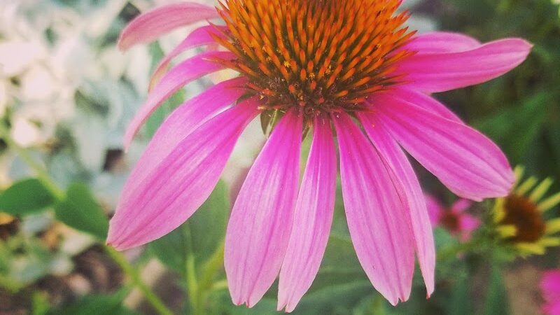 Shanes Park - Rockford, OH