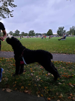 Linden Park