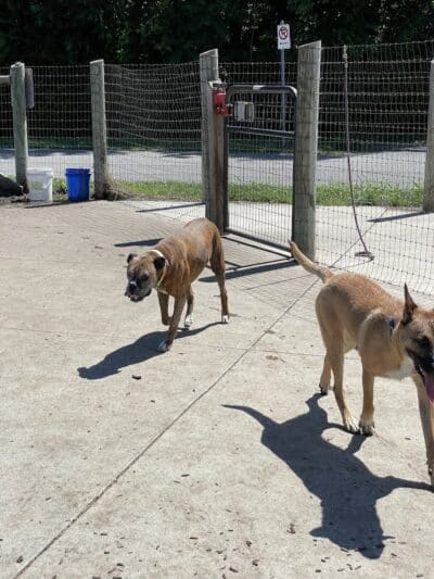 Salem Rotary Dog Park - Salem, VA