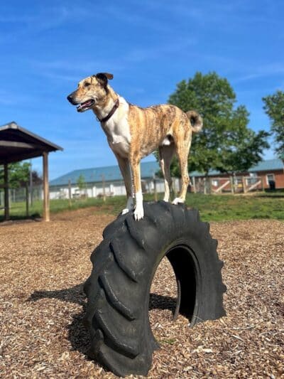 Salem Rotary Dog Park - Salem, VA