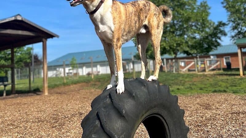 Salem Rotary Dog Park - Salem, VA