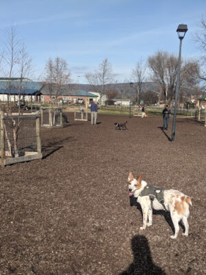 Salem Rotary Dog Park