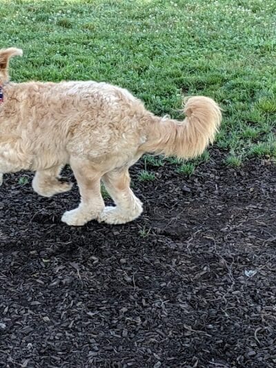 Salem Rotary Dog Park - Salem, VA