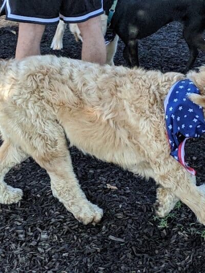 Salem Rotary Dog Park - Salem, VA