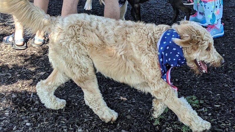 Salem Rotary Dog Park - Salem, VA