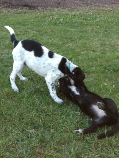 Salem Rotary Dog Park - Salem, VA
