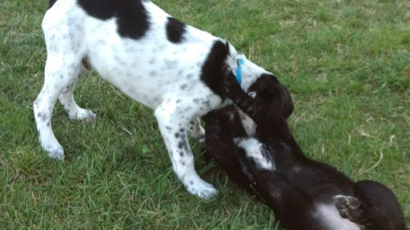 Salem Rotary Dog Park - Salem, VA