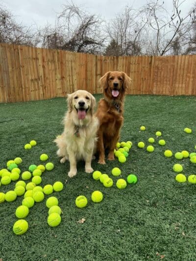 Buckeye Furry Friends Doggie Daycare - Sandusky, OH
