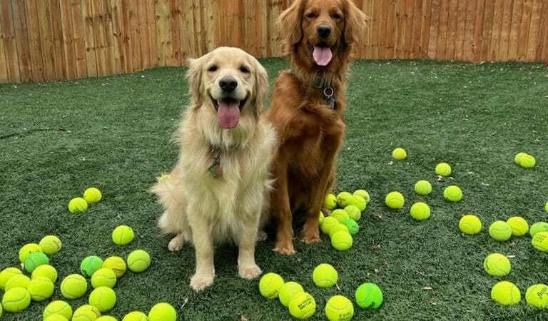Buckeye Furry Friends Doggie Daycare - Sandusky, OH