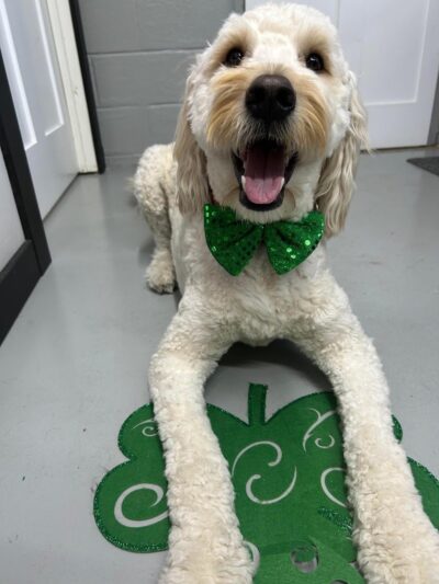 Buckeye Furry Friends Doggie Daycare - Sandusky, OH