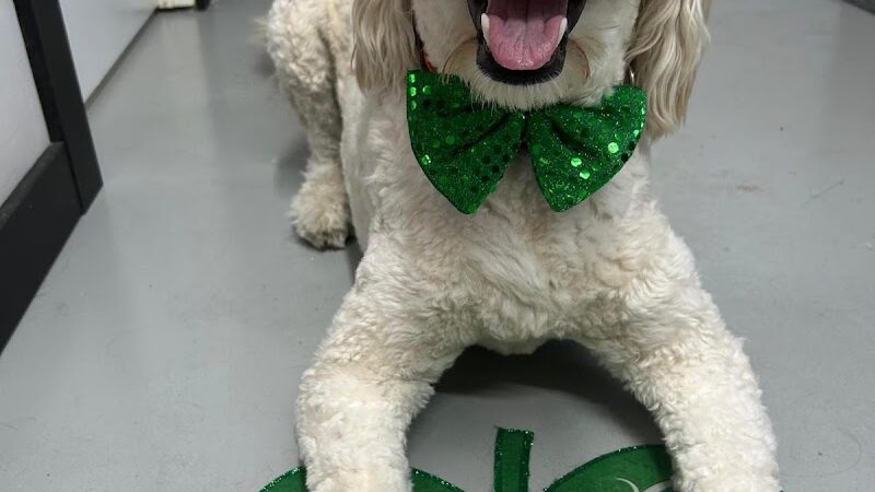 Buckeye Furry Friends Doggie Daycare - Sandusky, OH