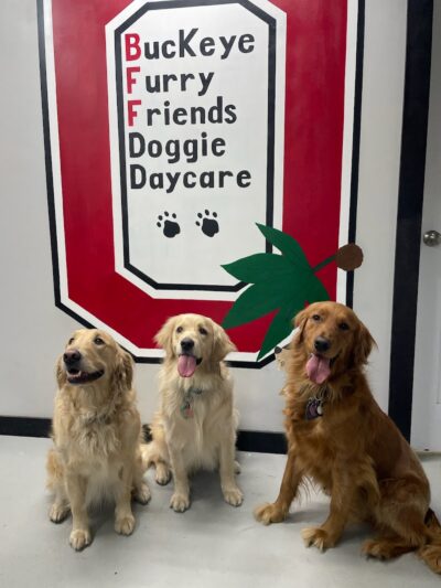 Buckeye Furry Friends Doggie Daycare - Sandusky, OH