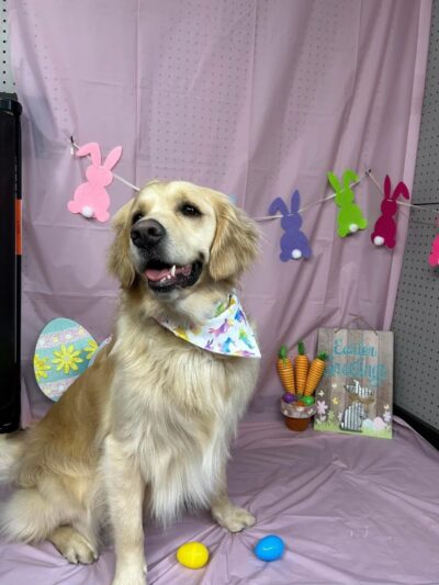 Buckeye Furry Friends Doggie Daycare - Sandusky, OH