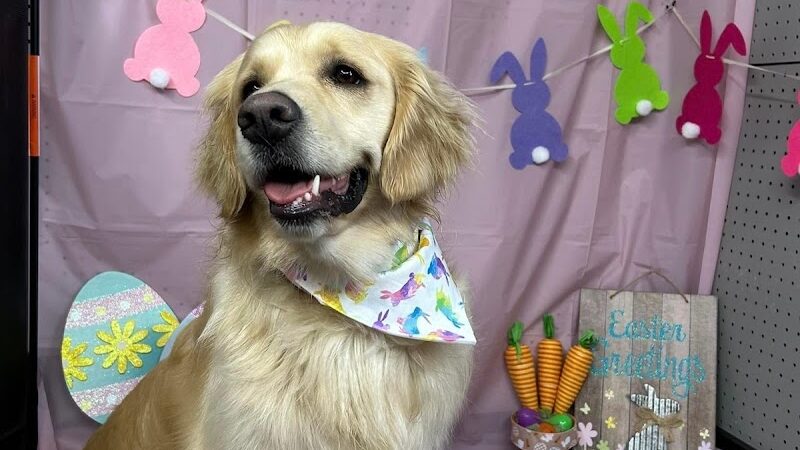 Buckeye Furry Friends Doggie Daycare - Sandusky, OH